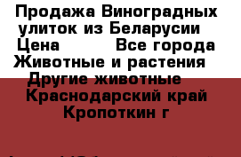 Продажа Виноградных улиток из Беларусии › Цена ­ 250 - Все города Животные и растения » Другие животные   . Краснодарский край,Кропоткин г.